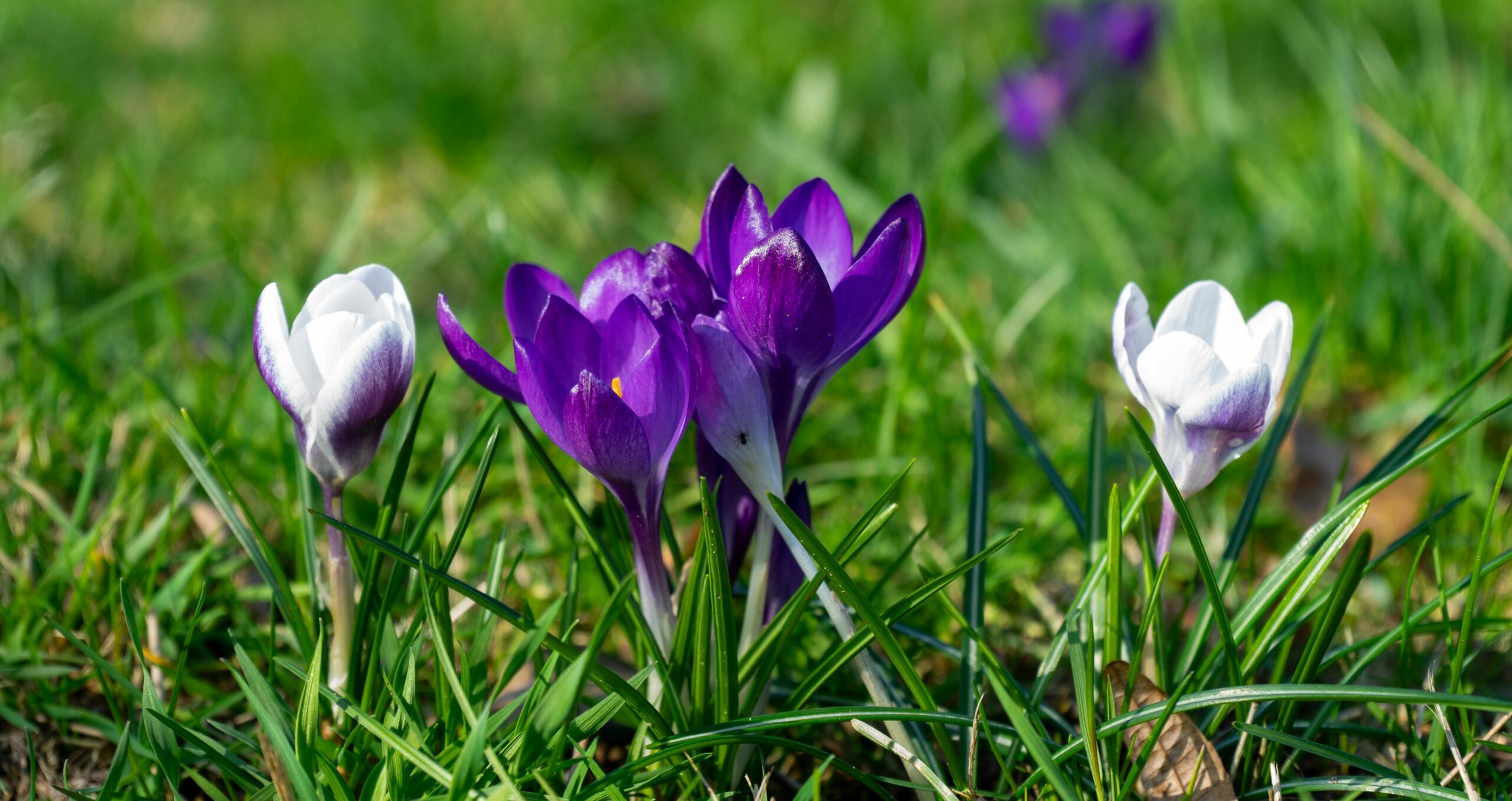 Beautiful Flowers