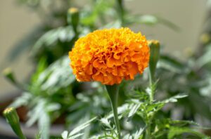 Marigolds