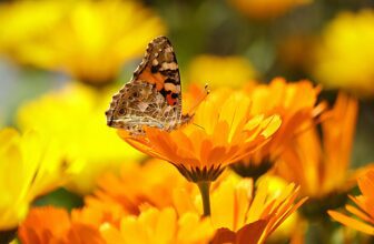 Bunch on marigold plants and flowers