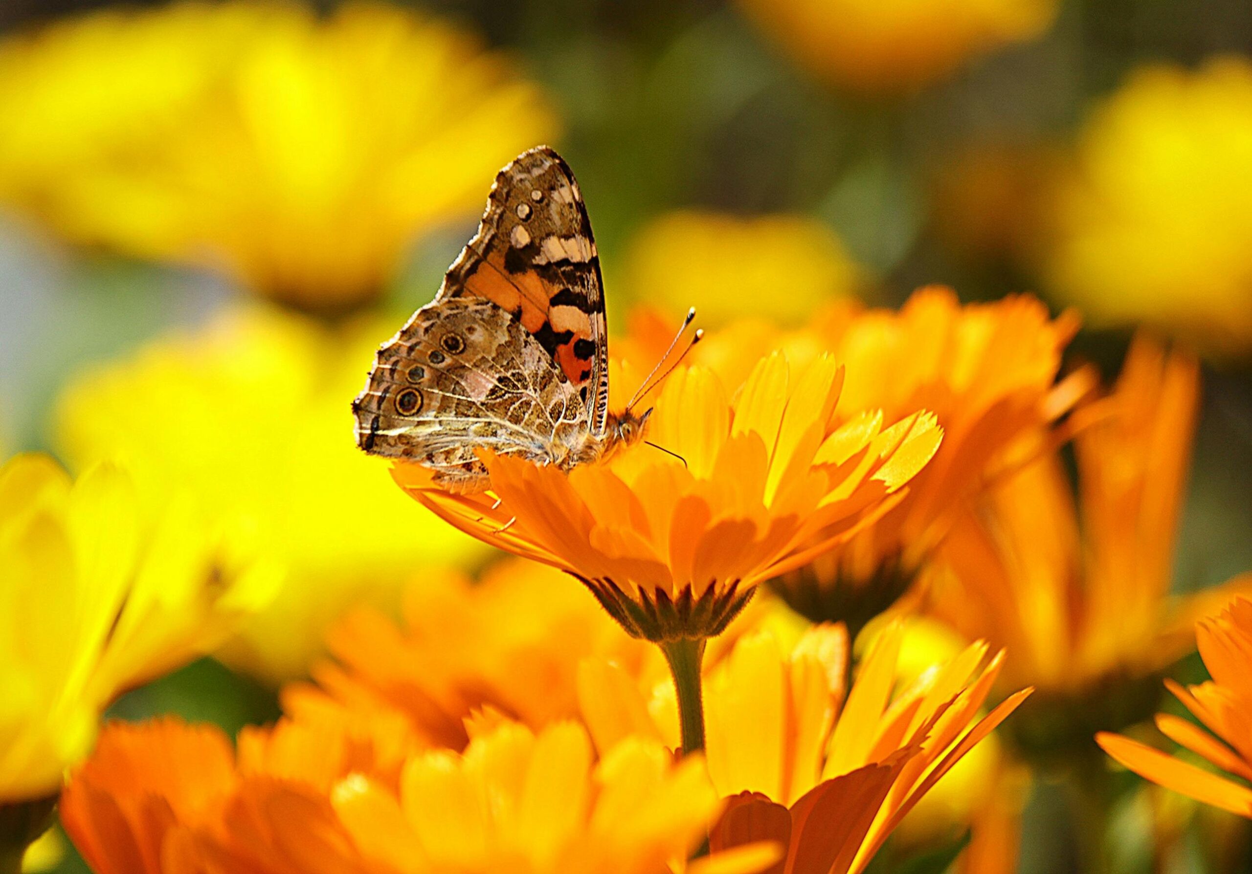 Bunch on marigold plants and flowers