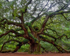 Angel Oak Tree