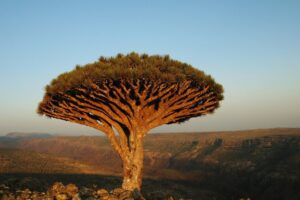 Dragon Blood Tree