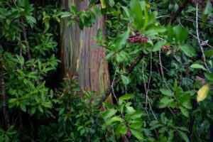 rainbow eucalyptus tree