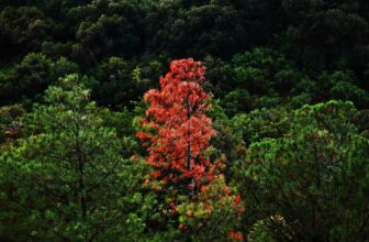 Most unusual and unique trees ever discovered around the world