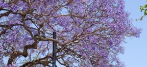 Blue Jacaranda Tree