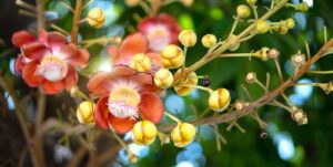 flower of canonball tree