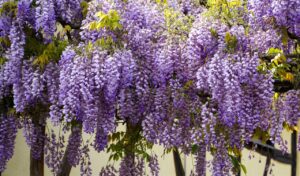 Wisteria Tree