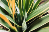 Is It Easy To Make Your Snake Plant Bloom?