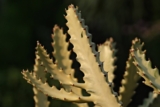 Cactus 101: The Proper Guide To Take Care of a Cactus